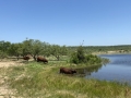 Herd Sires